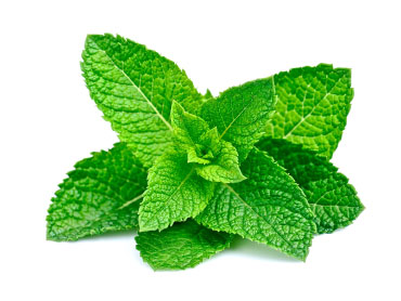 GRIN_Ingredients_menthe